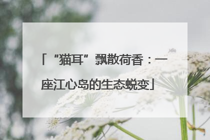 “猫耳”飘散荷香：一座江心岛的生态蜕变
