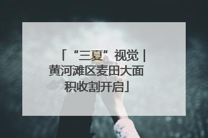 “三夏”视觉｜黄河滩区麦田大面积收割开启