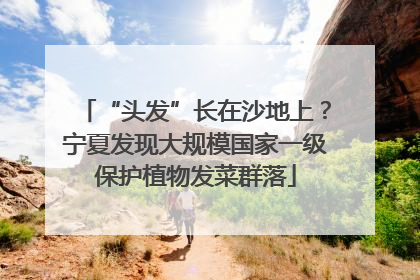 “头发”长在沙地上？宁夏发现大规模国家一级保护植物发菜群落
