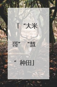 “大米哥”“慧”种田