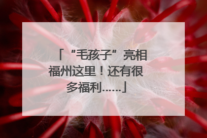 “毛孩子”亮相福州这里！还有很多福利……