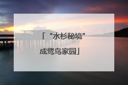 “水杉秘境”成鹭鸟家园