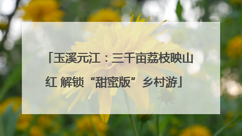玉溪元江：三千亩荔枝映山红 解锁“甜蜜版”乡村游