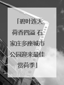 碧叶连天 荷香四溢 石家庄多座城市公园迎来最佳赏荷季