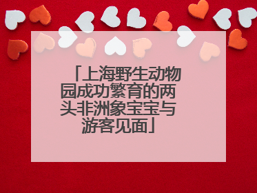 上海野生动物园成功繁育的两头非洲象宝宝与游客见面