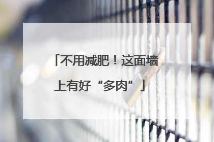 不用减肥！这面墙上有好“多肉”