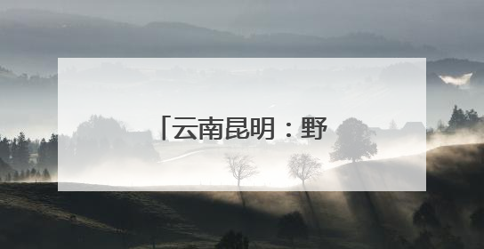 云南昆明：野生菌大量上市