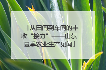 从田间到车间的丰收“接力”——山东夏季农业生产见闻