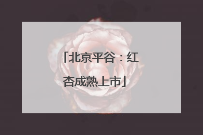 北京平谷：红杏成熟上市