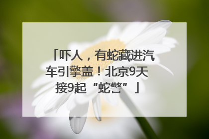 吓人，有蛇藏进汽车引擎盖！北京9天接9起“蛇警”