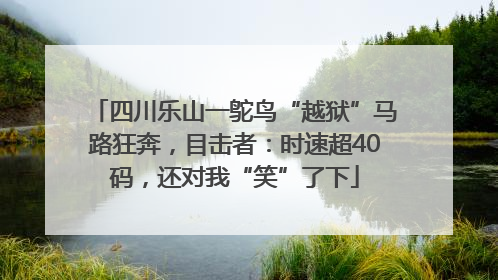 四川乐山一鸵鸟“越狱”马路狂奔，目击者：时速超40码，还对我“笑”了下