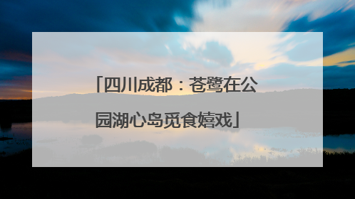 四川成都：苍鹭在公园湖心岛觅食嬉戏