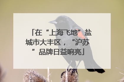 在“上海飞地”盐城市大丰区，“沪苏”品牌日益响亮