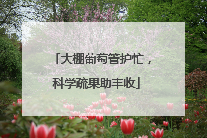 大棚葡萄管护忙，科学疏果助丰收