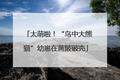 太萌啦！“鸟中大熊猫”幼崽在黄陂破壳