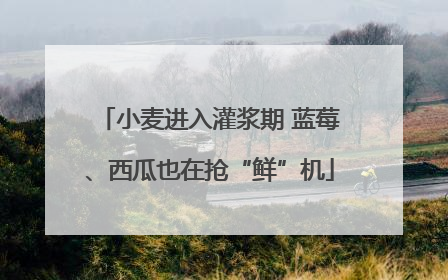 小麦进入灌浆期 蓝莓、西瓜也在抢“鲜”机