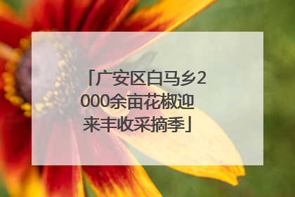 广安区白马乡2000余亩花椒迎来丰收采摘季