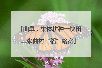 曲阜：集体耕种一块田 二张曲村“稻”路宽