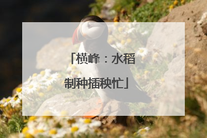 横峰：水稻制种插秧忙