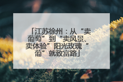 江苏徐州：从“卖葡萄”到“卖风景、卖体验”阳光玫瑰“葡”就致富路