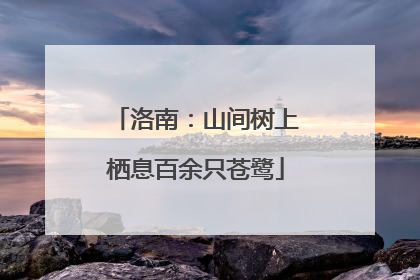 洛南：山间树上栖息百余只苍鹭