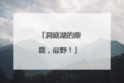 洞庭湖的麋鹿，最野！