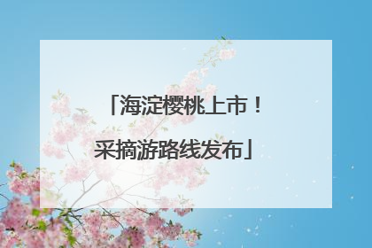 海淀樱桃上市！采摘游路线发布