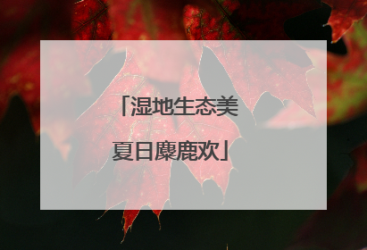 湿地生态美 夏日麋鹿欢