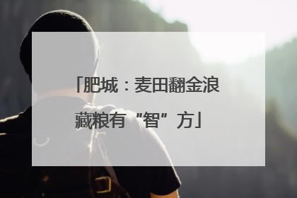 肥城：麦田翻金浪藏粮有“智”方