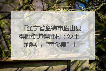 辽宁省盘锦市盘山县得胜街道得胜村：沙土地种出“黄金果”