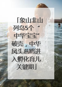 象山韭山列岛5个“中华宝宝”破壳，中华凤头燕鸥进入孵化育儿关键期