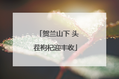 贺兰山下 头茬枸杞迎丰收