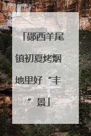 郧西羊尾镇初夏烤烟地里好“丰”景