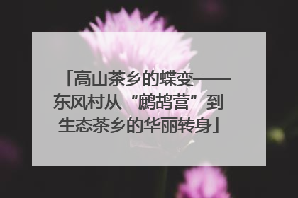 高山茶乡的蝶变——东风村从“鹧鸪营”到生态茶乡的华丽转身
