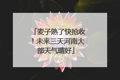 麦子熟了快抢收！未来三天河南大部天气晴好