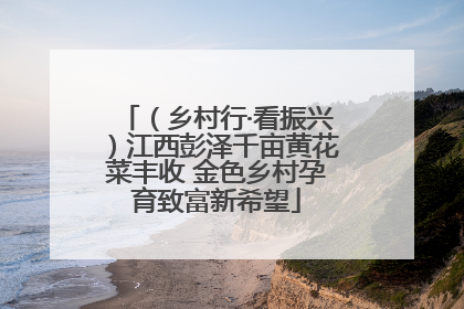 （乡村行·看振兴）江西彭泽千亩黄花菜丰收 金色乡村孕育致富新希望